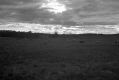 Cows in a Field