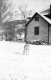 Dog in the Snow