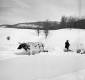 Team of Oxen in the Snow