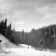 Trees Covered in Snow
