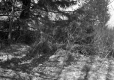 Forest in Fall