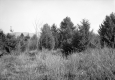 Field and Forest
