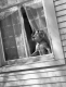 Dog in a Window