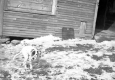 Dog by a Barn
