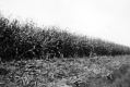 Harvested Farm Crops