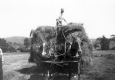 Farmer with Team of Horses in Field