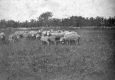 Sheep Grazing