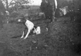 Dog in the Yard