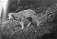 Small Lamb
