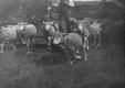Heard of Sheep with Sheppard