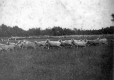 Sheep Running Around in Field