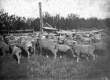 Sheep Huddled Around Fence
