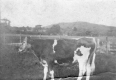 Hostein Cow Grazing
