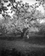 Dog Sitting Under Blossoming Trees
