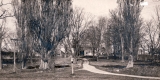 Trees in front of a house