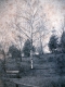 Birch Tree and Bench