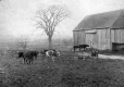 Cows Out to Pasture
