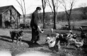 Turkeys and Chickens on the Robinson Farm