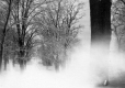 Snow Dusted Trees