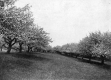 Apple Tree Orchard