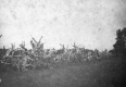 Stump Fence in Ferrisburg