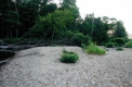 Fallen Trees