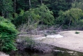 Trees by a River