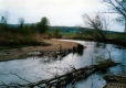 Uprooted Trees