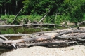 Trees in a River