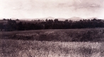 Fields and Trees