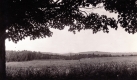 Fence and Trees