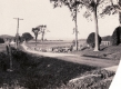Elm Trees on Paine Turnpike