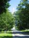 Bennington Battle Monument amongst trees