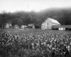 George William's Farm