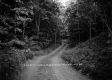 Forest Road near Wilmington