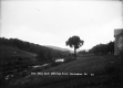 The Lone Elm along the Deerfield River in Wilmington