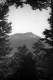 View of Camel's Hump through trees