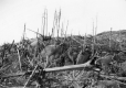 Dead Trees on Rocky Landscape