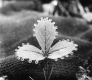 A Tiny Plant