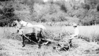 Two-wheeled sulky plow in West Berlin