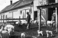 Shearing sheep in Berlin Center