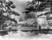 Snow-covered conifers and board fence