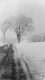 Snow covered elm and utility line