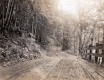 Rural road sided with trees and fence