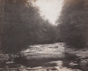 Flowing river surrounded by trees