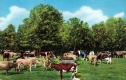 Cattle in Vermont