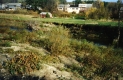 View of Shrubs and Buildings Around the Little River Above Gables Bridge