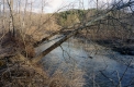 Trees on Little River Bank Near Mayo Bridge