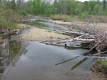 Branches on the West Branch