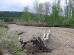 An Uprooted Tree on the Little River